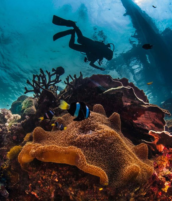 underwater-reefscape-small.jpg